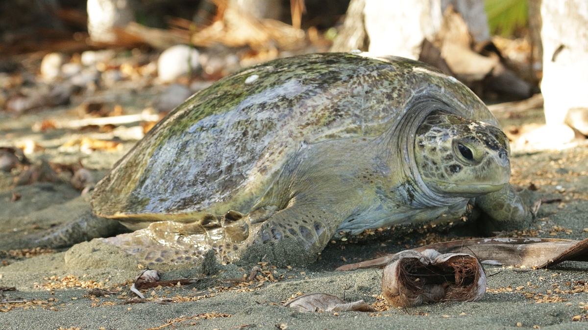 tortues-marines-costa-rica