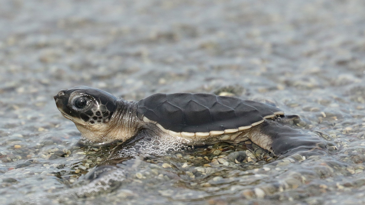sea-turtle-tortugas-preciosas